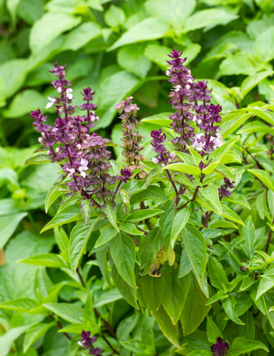 antihistamine holy basil