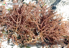 Carrageenan (irish moss) induces histamine release