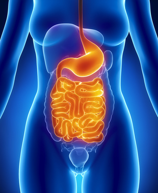 Female GUTS and STOMACH anatomy anterior x-ray view