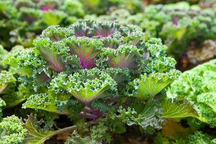 Decorative cabbage