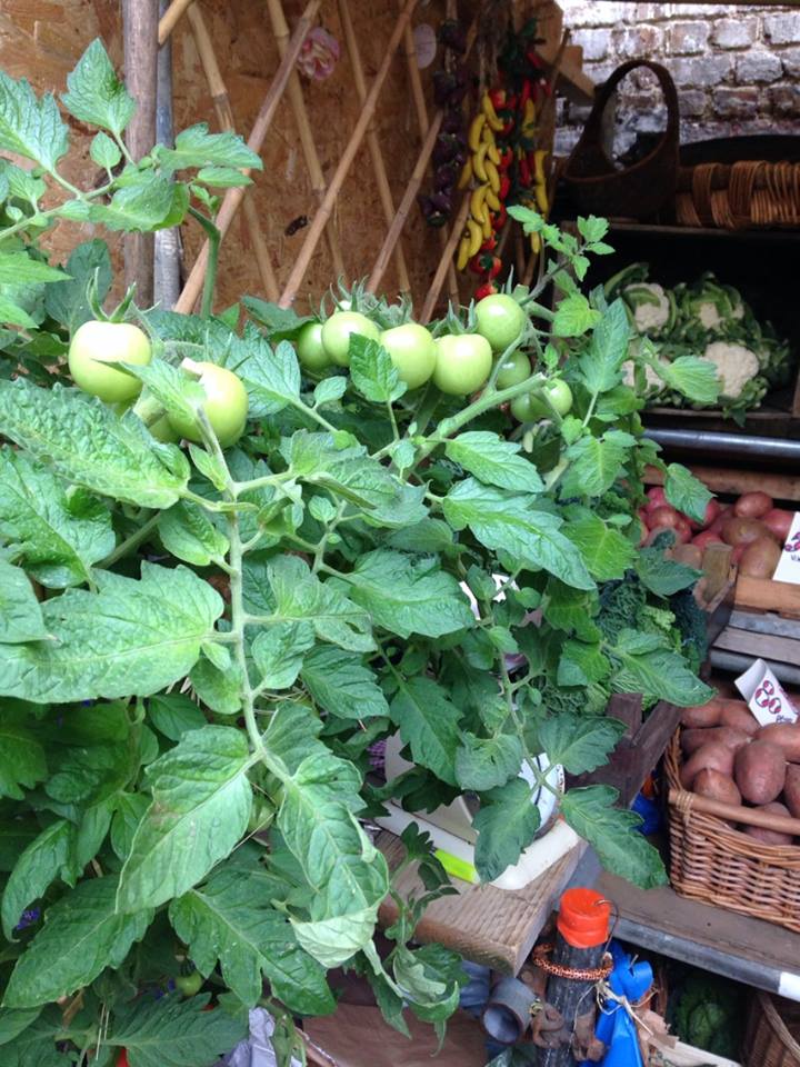 green tomato plant