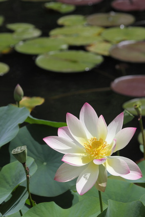 lotus flower in water