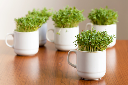 Fresh watercress or cress growing in small cups at home.