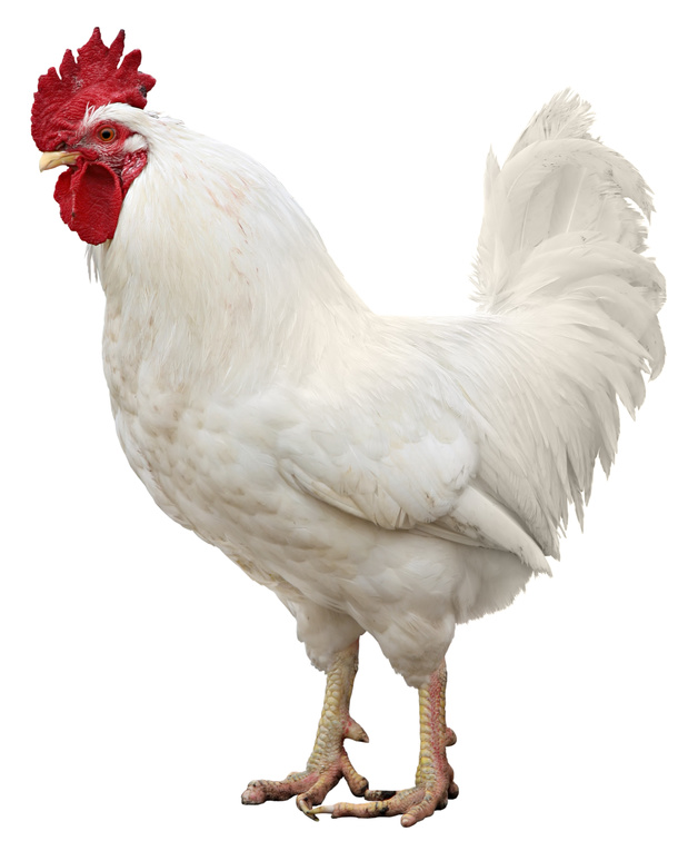 Rooster Chicken isolated on a white background