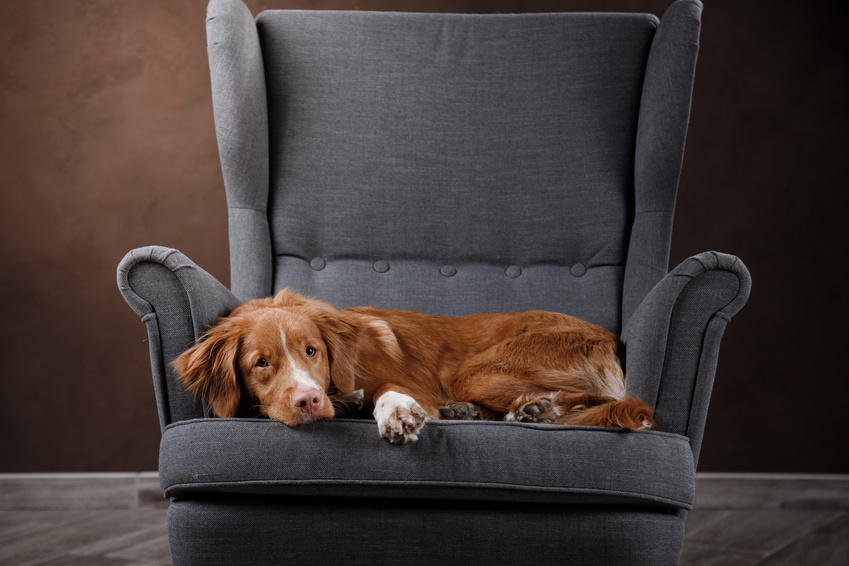 Dog Nova Scotia Duck Tolling Retriever, portrait dog on a studio color background, dog lying on a chair in the studio