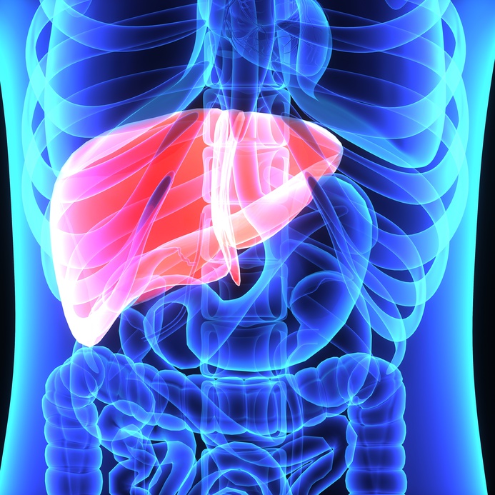 x ray of human body showing the liver highlighted in red