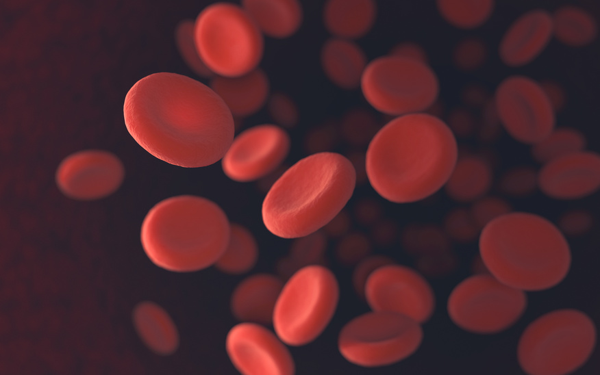 Red blood cells moving in blood vessels with depth of field.