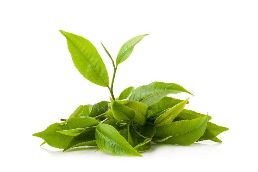 green tea leaf isolated on white background