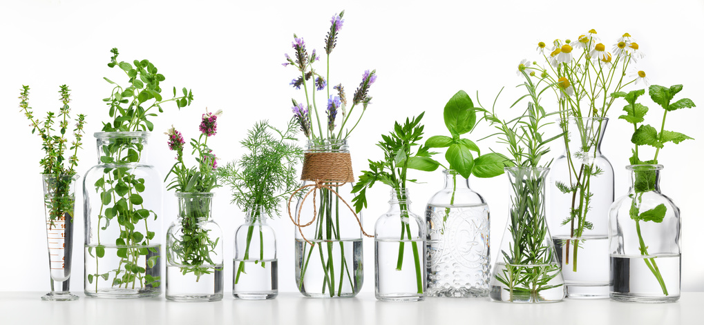 Bottle of essential oil with herbs on white background