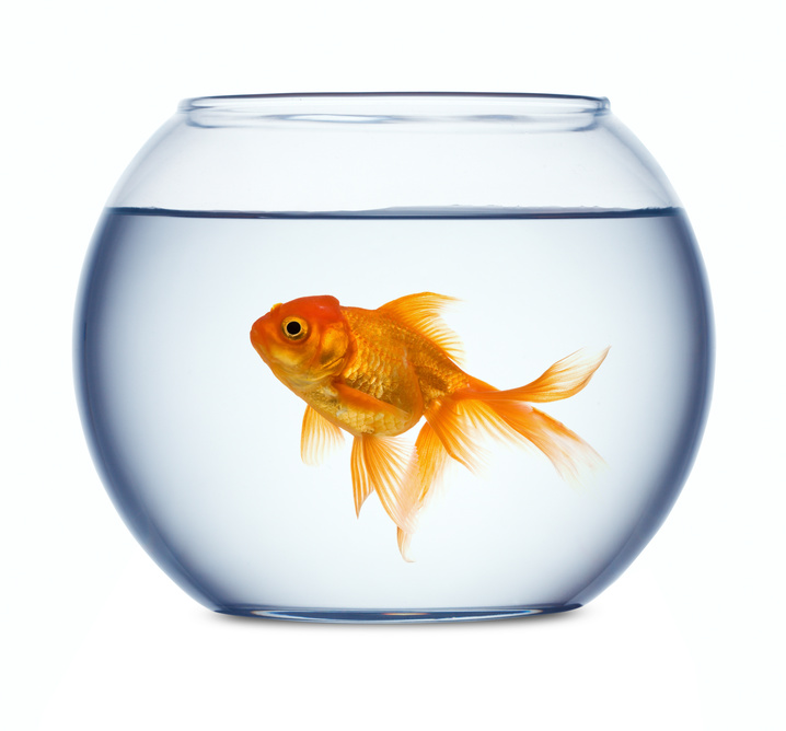 Goldfish in a fishbowl isolated on white background histamine memory goldfish brain