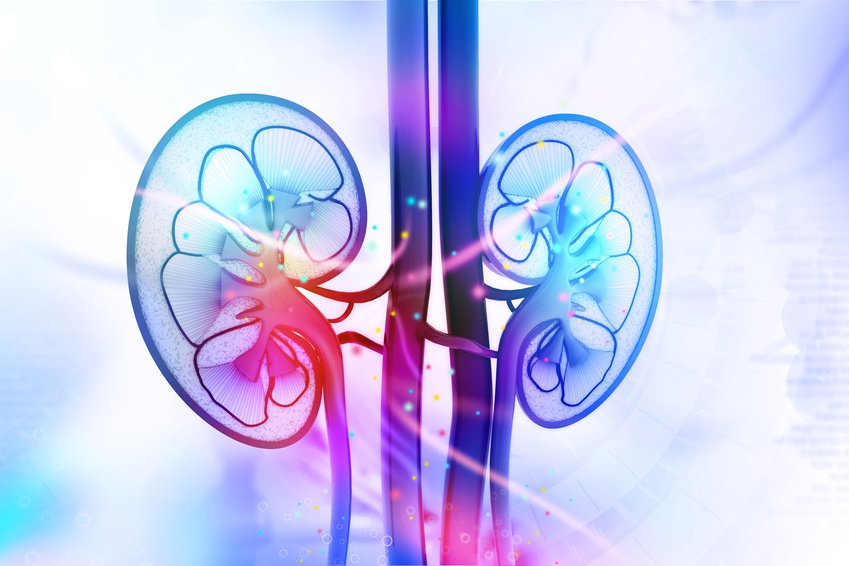 cross section of kidney's depicting kidneys diabetes and histamine