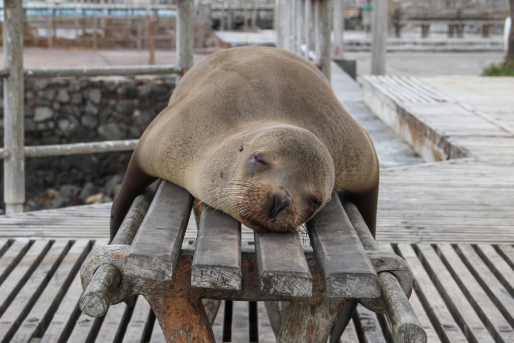 histamine sleep shows a sea lion asleep on a bench